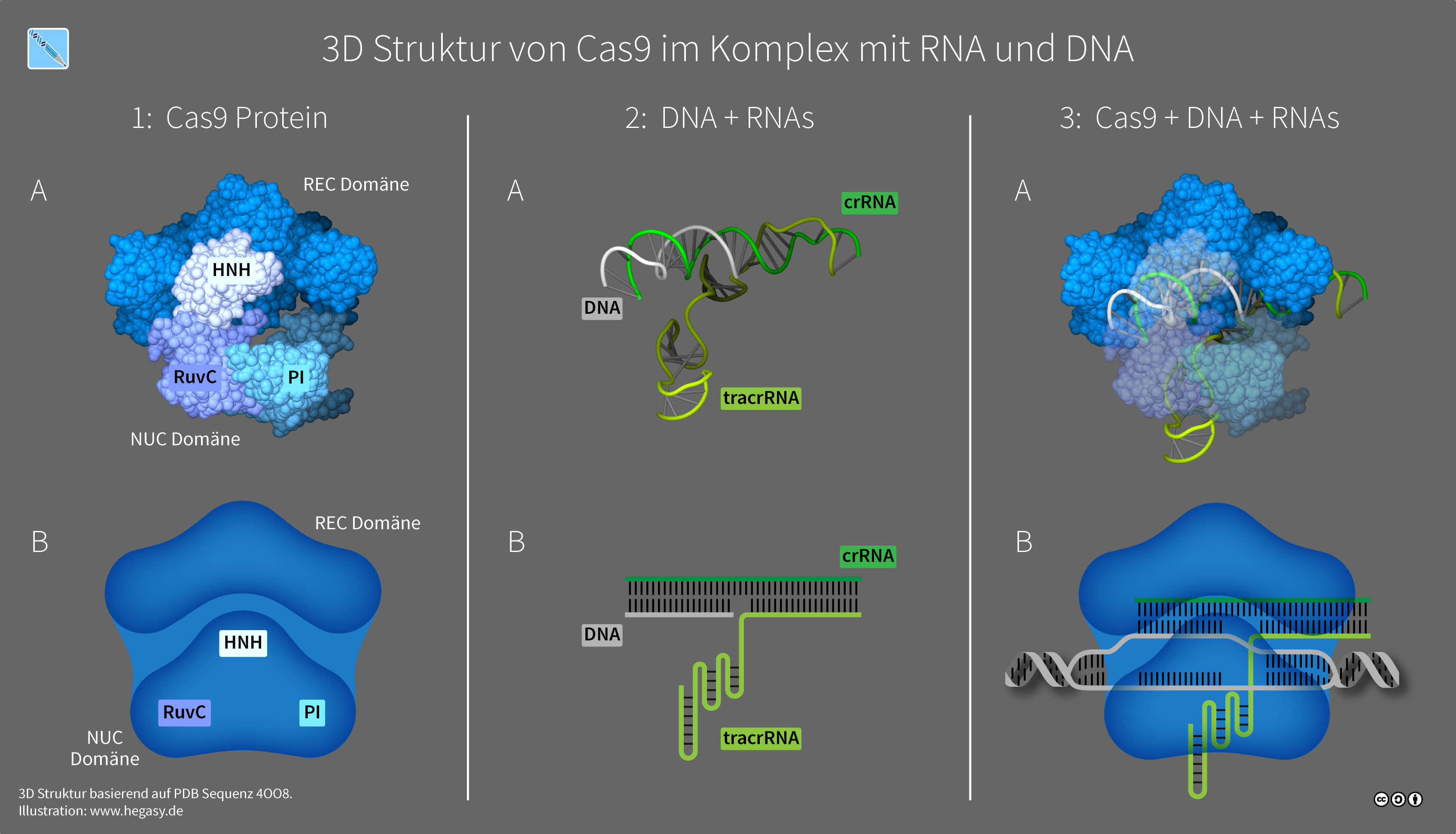 Ribbon model of the Cas9 protein wrapped around a DNA double helix, with the guide RNA threaded through the protein and the target strand unwound.
