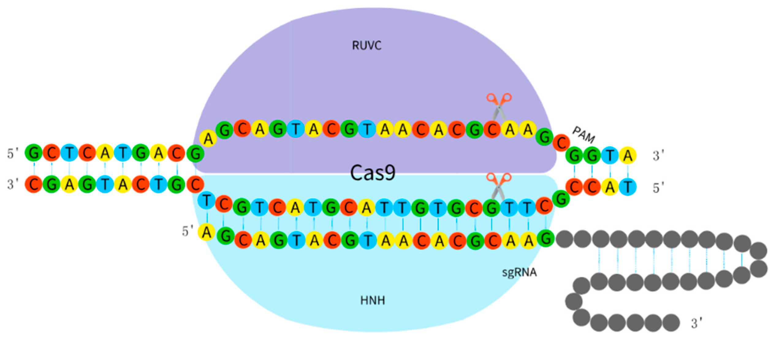 Schematic of Cas9 bound to a guide RNA, locating a matching DNA sequence next to a PAM motif and cutting both strands.