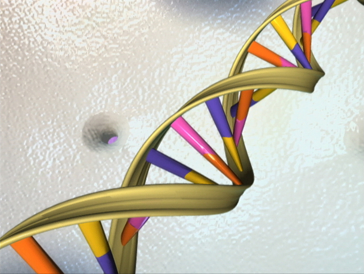 Illustration of the DNA double helix, showing the two sugar-phosphate backbones and the paired bases between them.