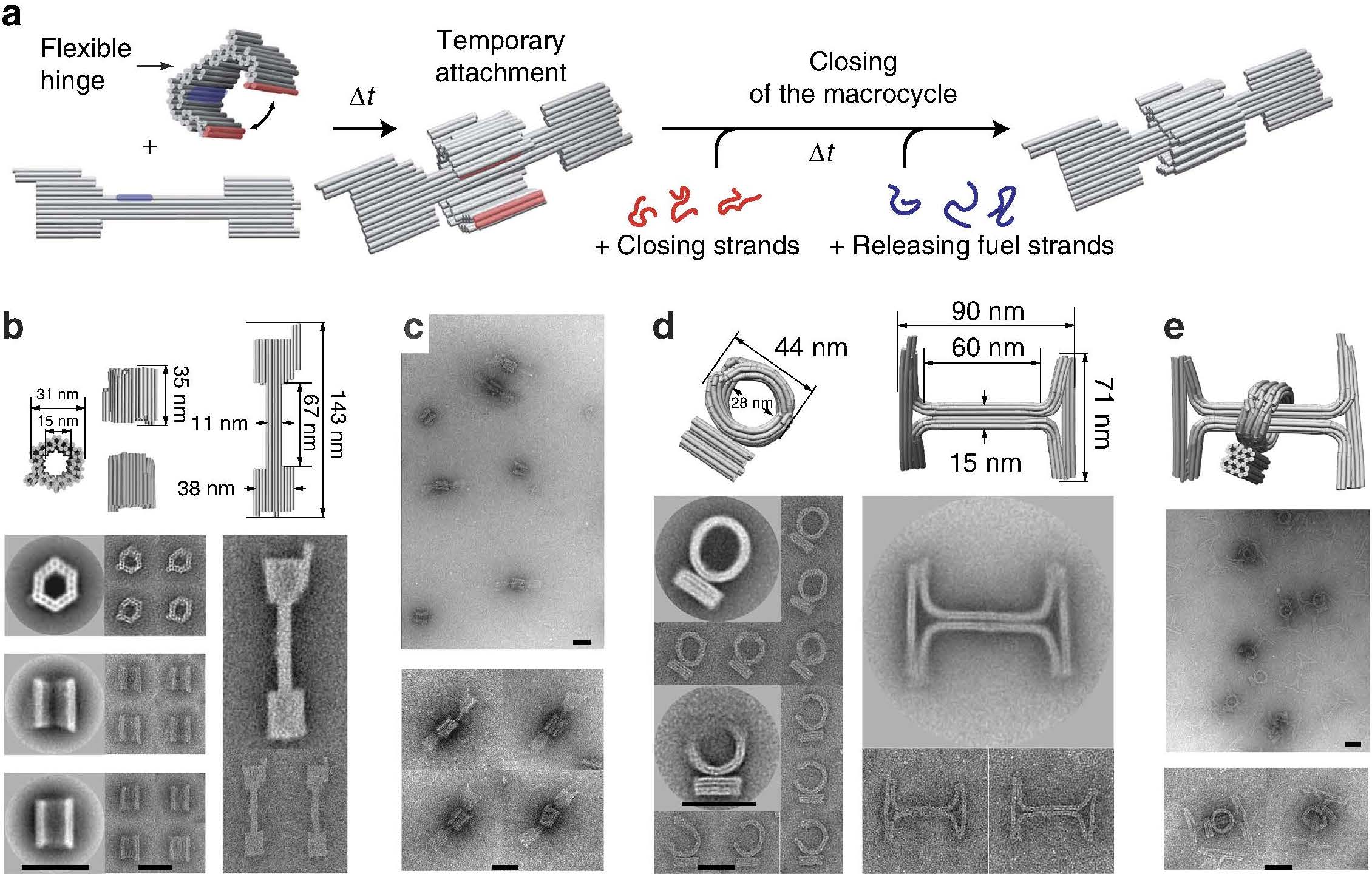 Figure combining schematics of grey DNA-origami rings and dumbbell-shaped axles with electron micrographs of the assembled structures — rings threaded onto axles roughly 100 nanometres long.