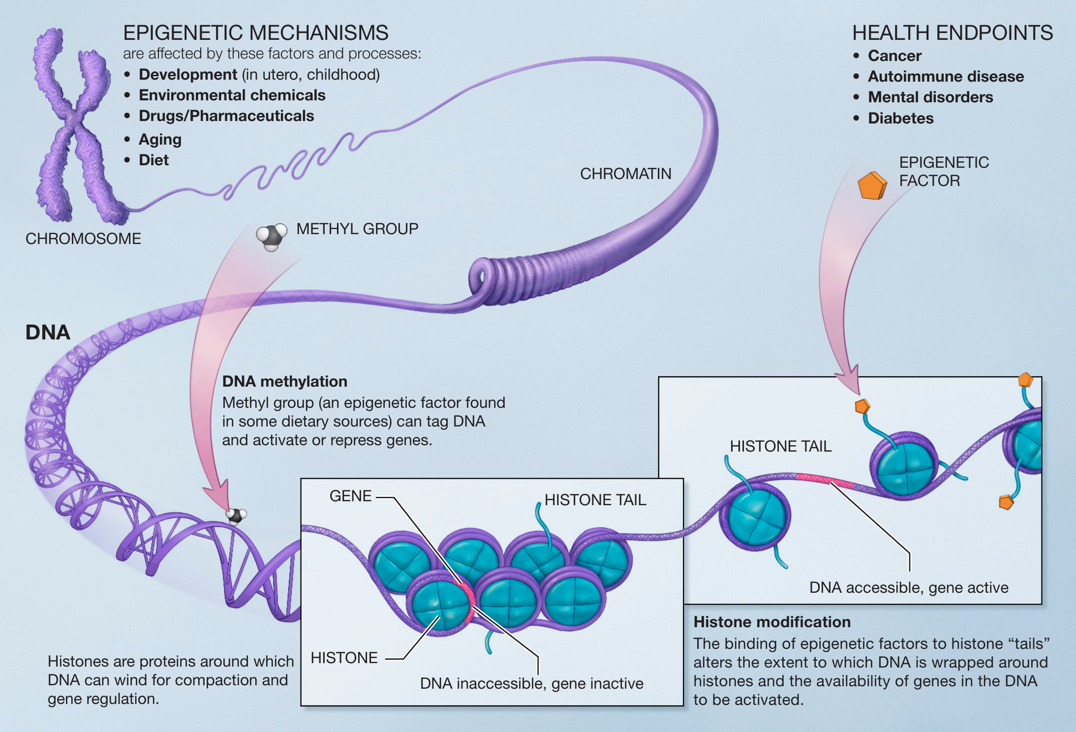 Labelled illustration of epigenetic mechanisms: a chromosome unwinding into chromatin and DNA, a methyl group tagging the DNA, and histone tails whose modification makes genes accessible or inaccessible.
