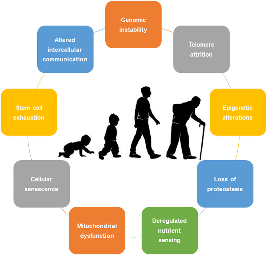 Circular diagram of nine labelled boxes — genomic instability, telomere attrition, epigenetic alterations, loss of proteostasis, deregulated nutrient sensing, mitochondrial dysfunction, cellular senescence, stem cell exhaustion, altered intercellular communication — surrounding silhouettes of a person aging from infancy to old age.