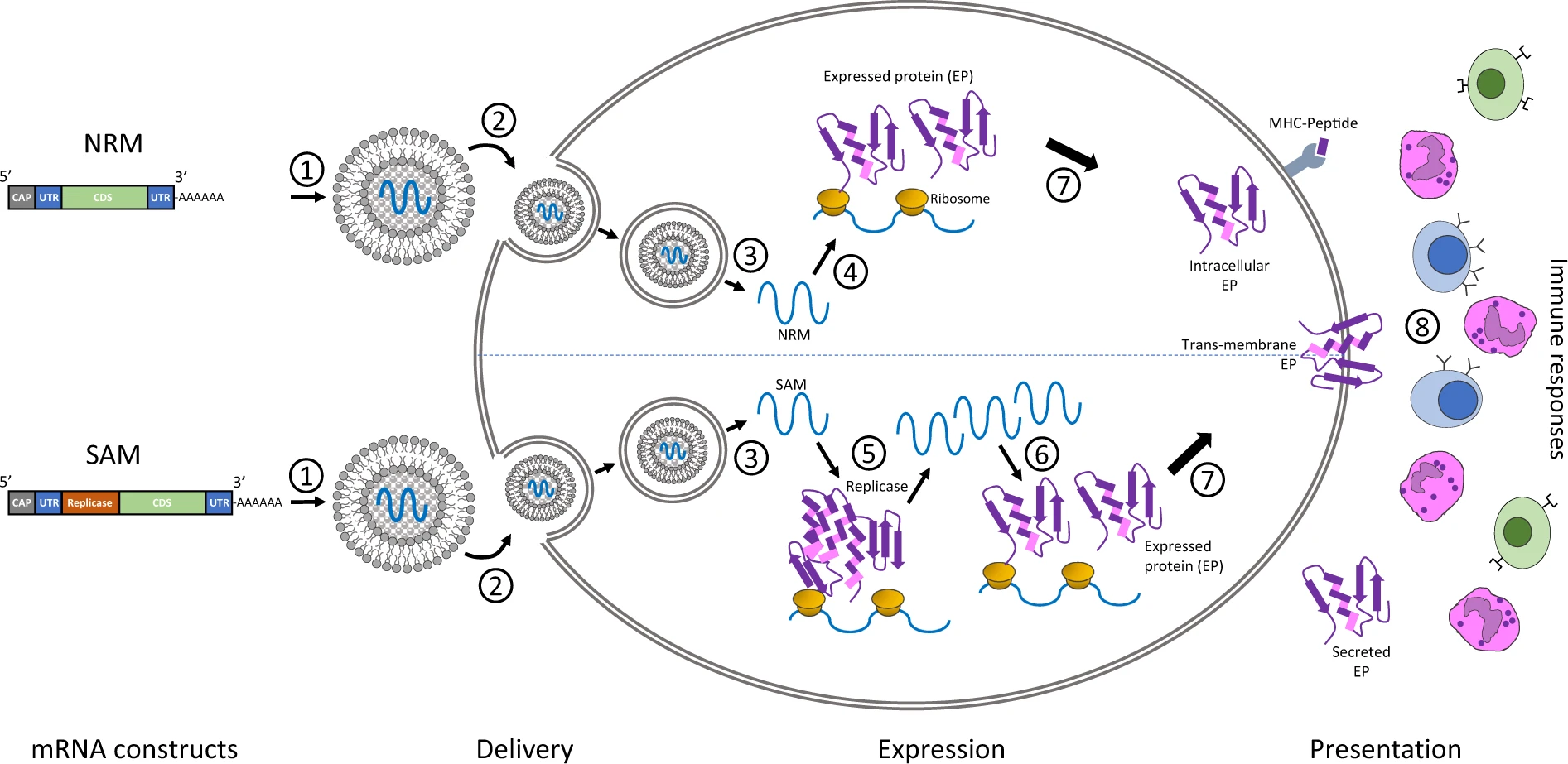 Diagram of non-replicating and self-amplifying mRNA constructs packaged into lipid nanoparticles, taken up by a cell, translated by ribosomes into protein, and presented as MHC-bound peptides to immune cells.
