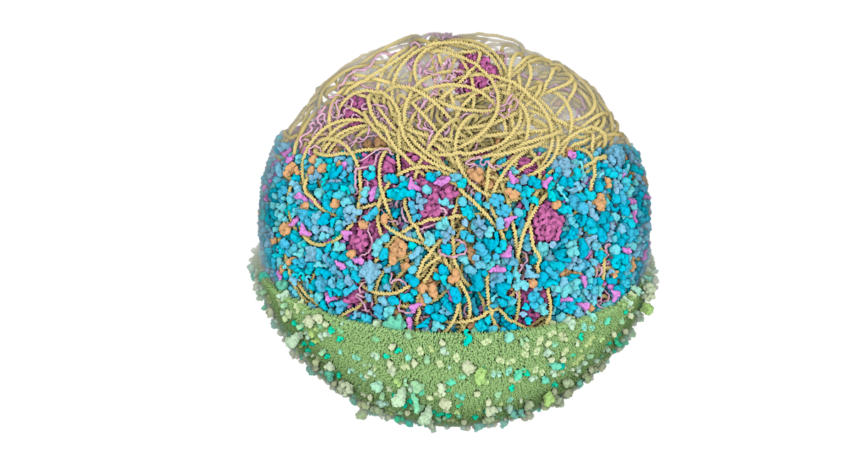 Cutaway rendering of a modelled Mycoplasma genitalium cell: yellow DNA strands and magenta ribosomes in the upper section, blue soluble proteins in the middle, and the green cell membrane below.