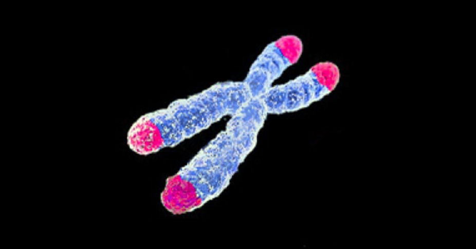 Diagram of a chromosome with its telomeres highlighted at each end of both chromatids.
